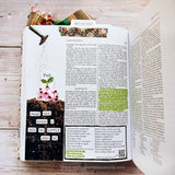 A Year of the Book of Mormon Volume 2